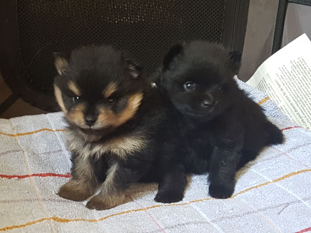 Chiot Spitz allemand Berkana