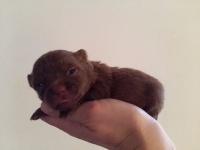 CHIOT